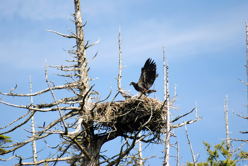 bald eagle learning to fly