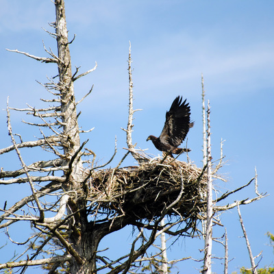 Baby Bald Eagle Nest 01
