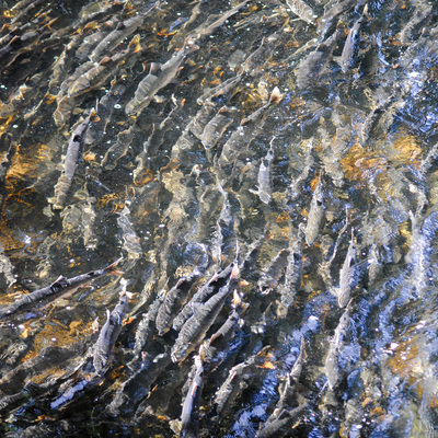 salmon run in ketchikan