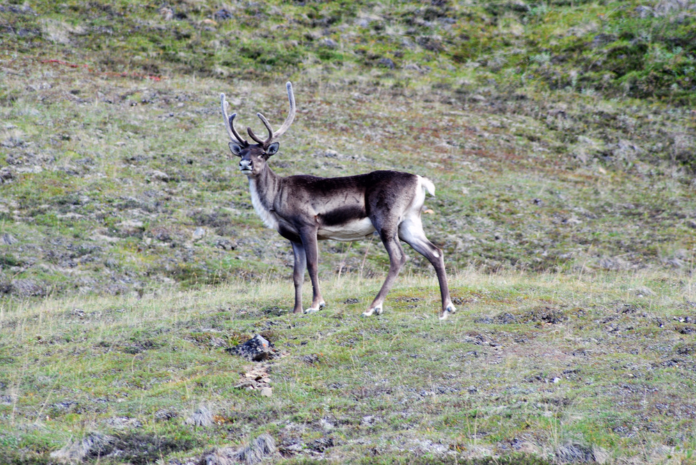 Caribou in Denali NP