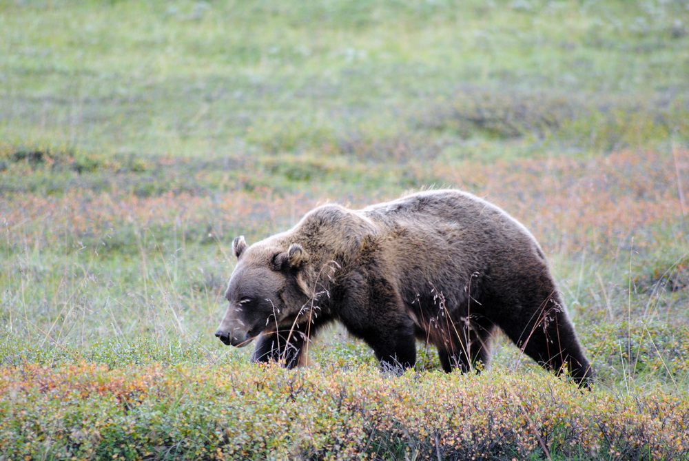 Grizzly Bear in Denali NP