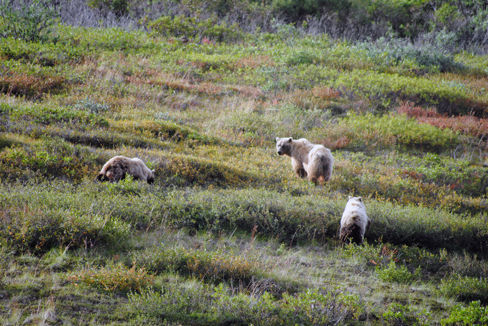 mama bear and her cubs