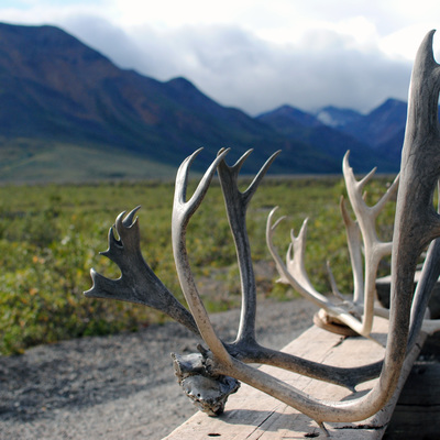 Denali National Park Antlers 02