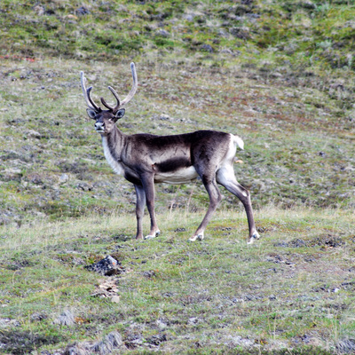 Denali National Park Caribou 02