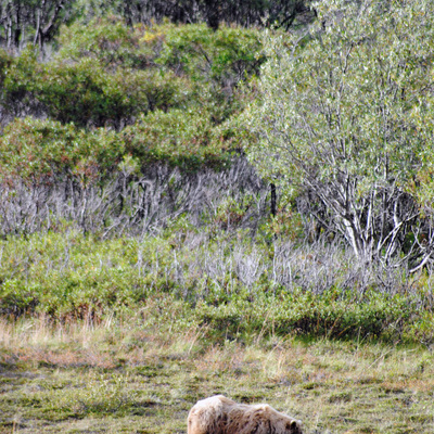 Denali National Park Grizzly Bear 01