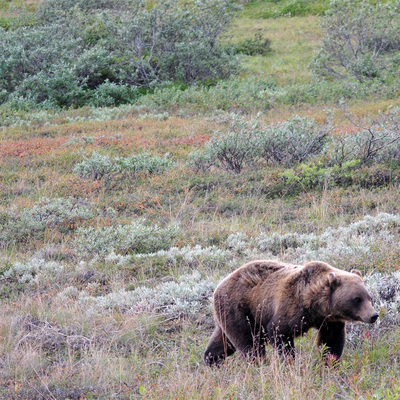 Denali National Park Grizzly Bear 03