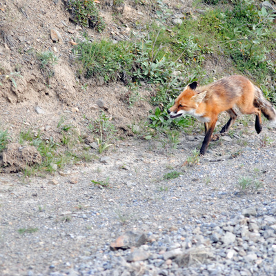 Denali National Park Red Fox