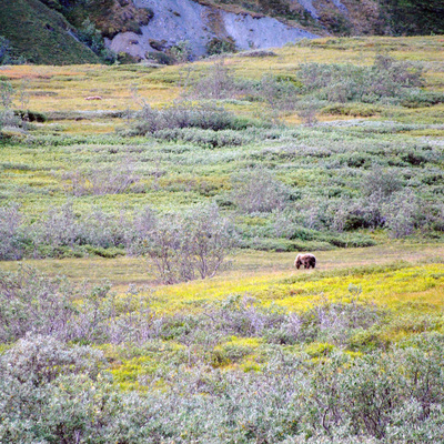 Denali National Park Wildflowers Grizzly Bear