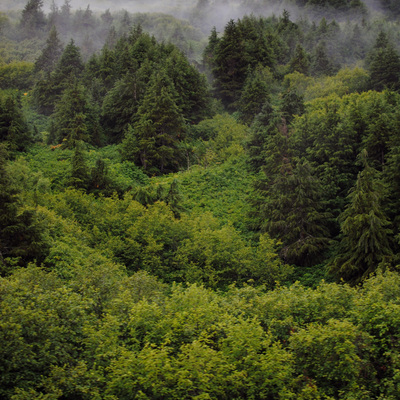 Alaska Trees Fog