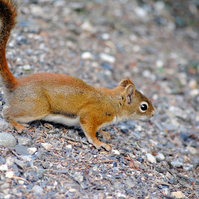 red squirrel in Denali NP