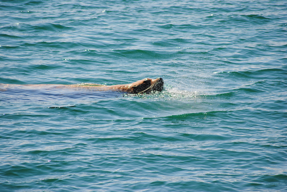 sea lion in alaska